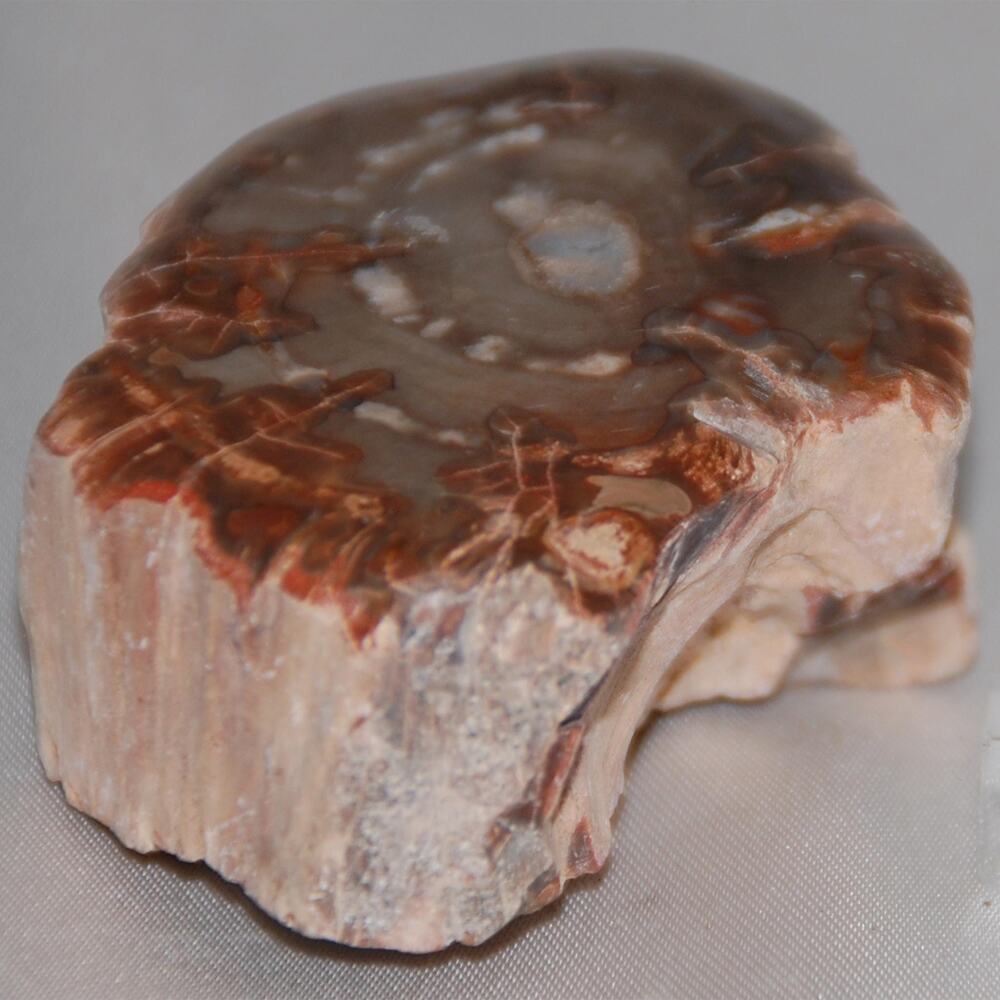 Petrified Wood Branch